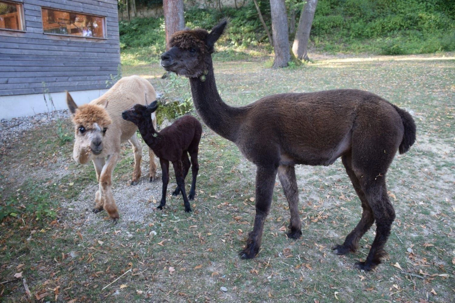 Diese putzigen Tiere im Tierpark Haag muss man lieben.