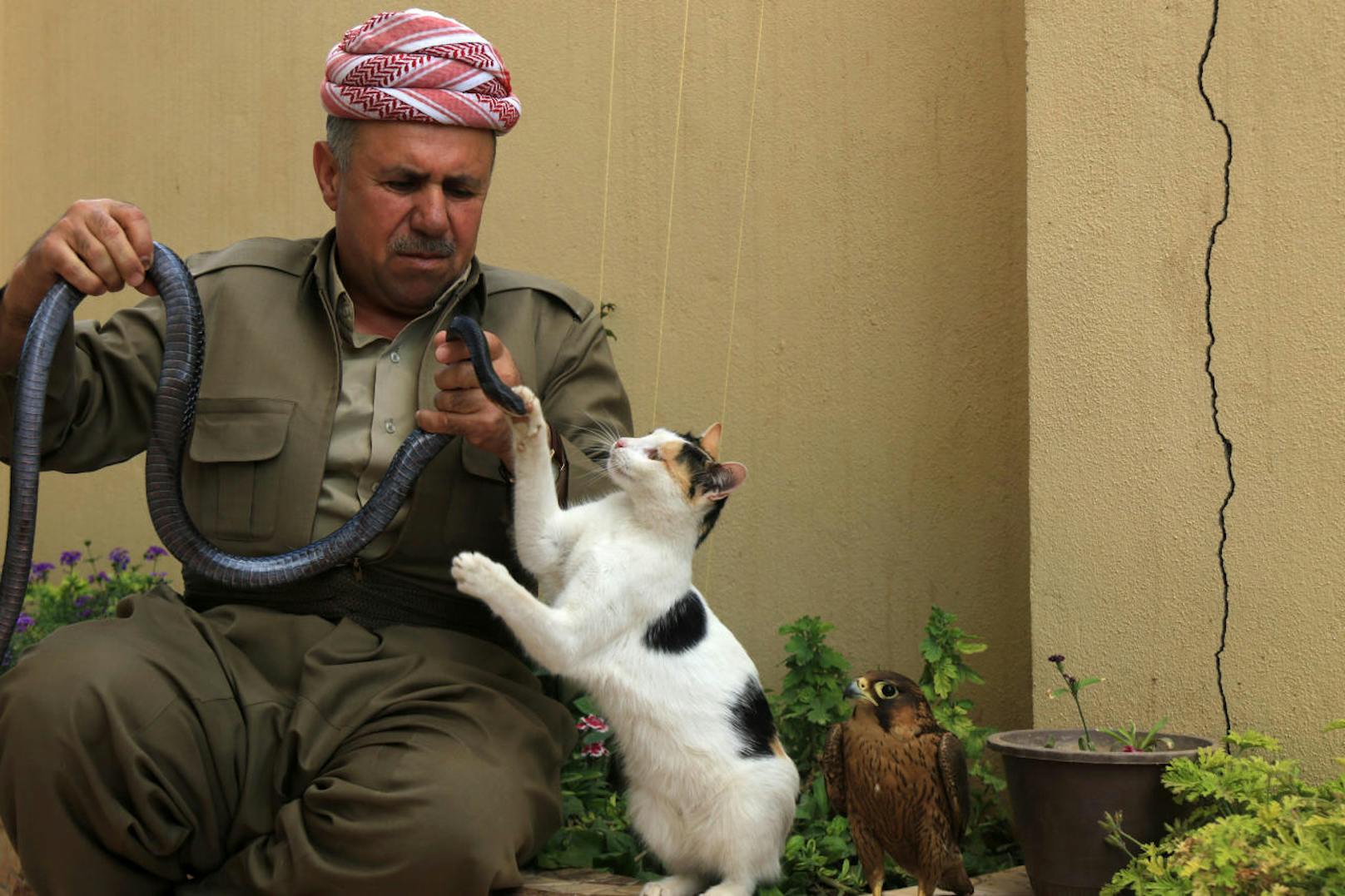 Schlangenzüchter Abdul Sattar Amin (50) aus dem Irak mag nicht nur Reptilien. Er liebt auch Katzen und Greifvögel. Dabei scheint es ihm wichtig, dass seine Tiere miteinander gut auskommen.