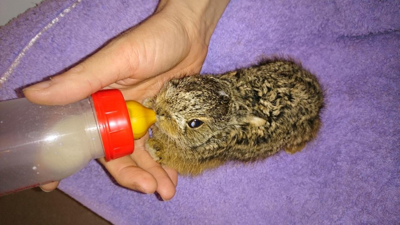 Hasenbabys, Rehkitze, Störche, Füchse, Eichhörnchen und viele Singvögel werden bei Tierschutz Austria kompetent betreut und wieder ausgewildert wenn sie wieder fit sind.