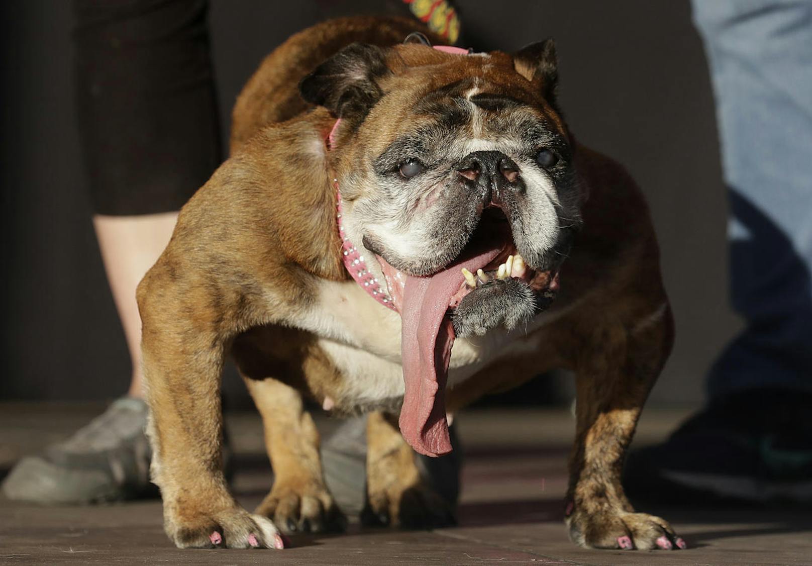 Der Sieger: Zsa Zsa, eine englische Bulldogge, ist offiziell "Der hässlichste Hund 2018".
