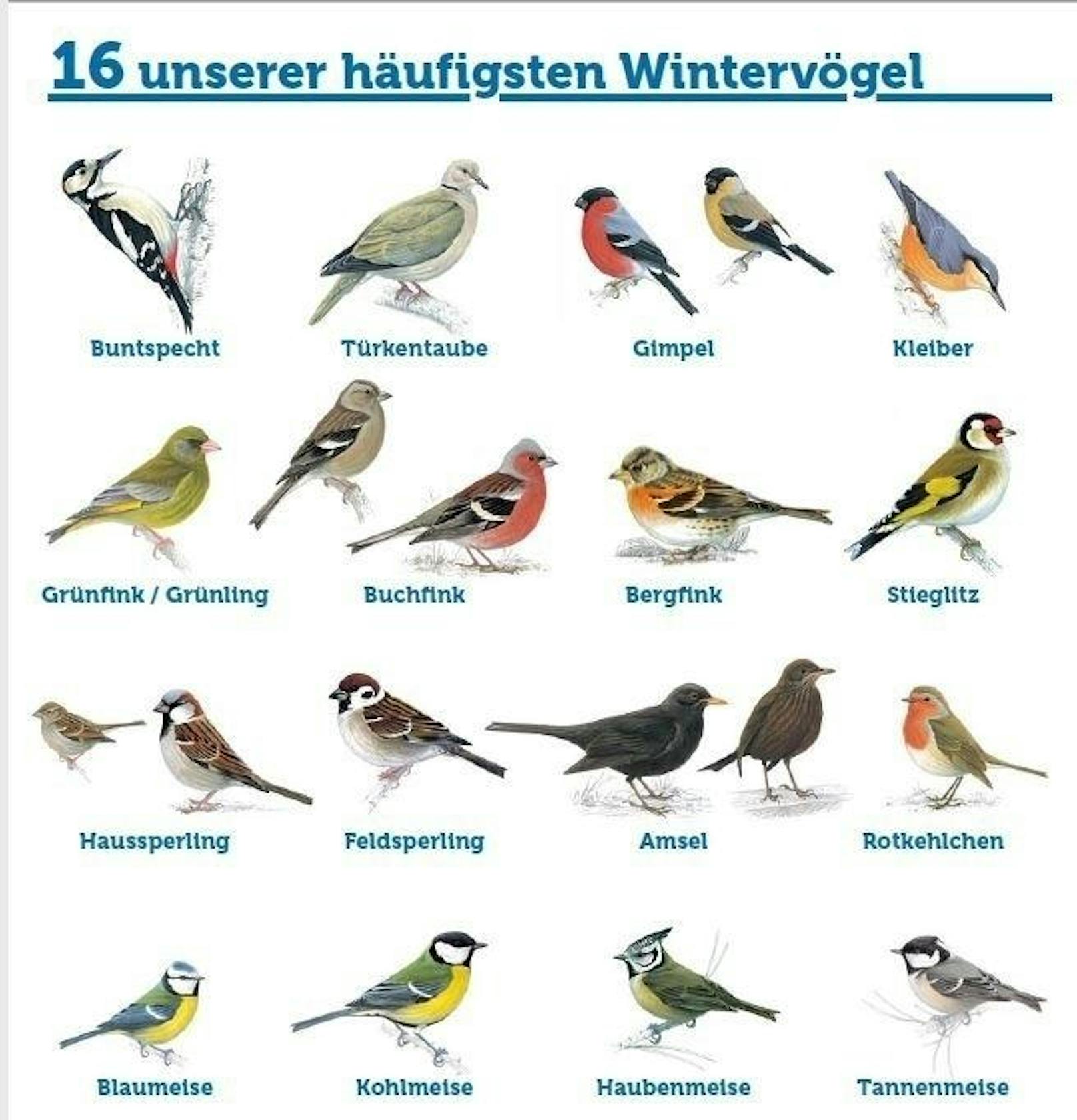 Das sind die 16 häufigsten Wintervögel in Österreich. Zu finden im kostenlosen Teilnahmefolder der Vogelschutzoranisation BirdLife...
