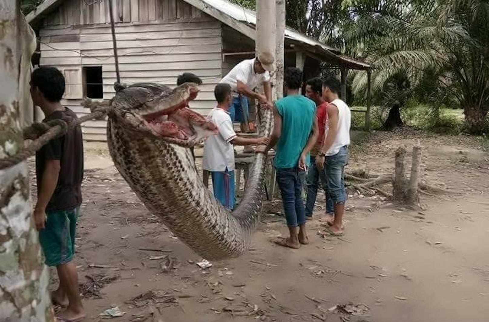 Unglaublich: Mit bloßen Händen überlebte Robert Nababan (37) den Todeskampf mit dieser rund 7 Meter langen Python.