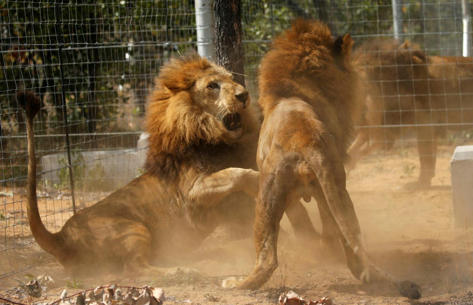 Lange Zeit waren Löwen beliebte Zirkustiere. 33 Tiere wurden 2016 aus der Gefangenschaft verschiedener Zirkusse in Peru und Kolumbien gerettet. Sie haben in Südafrika eine neue Heimat gefunden.