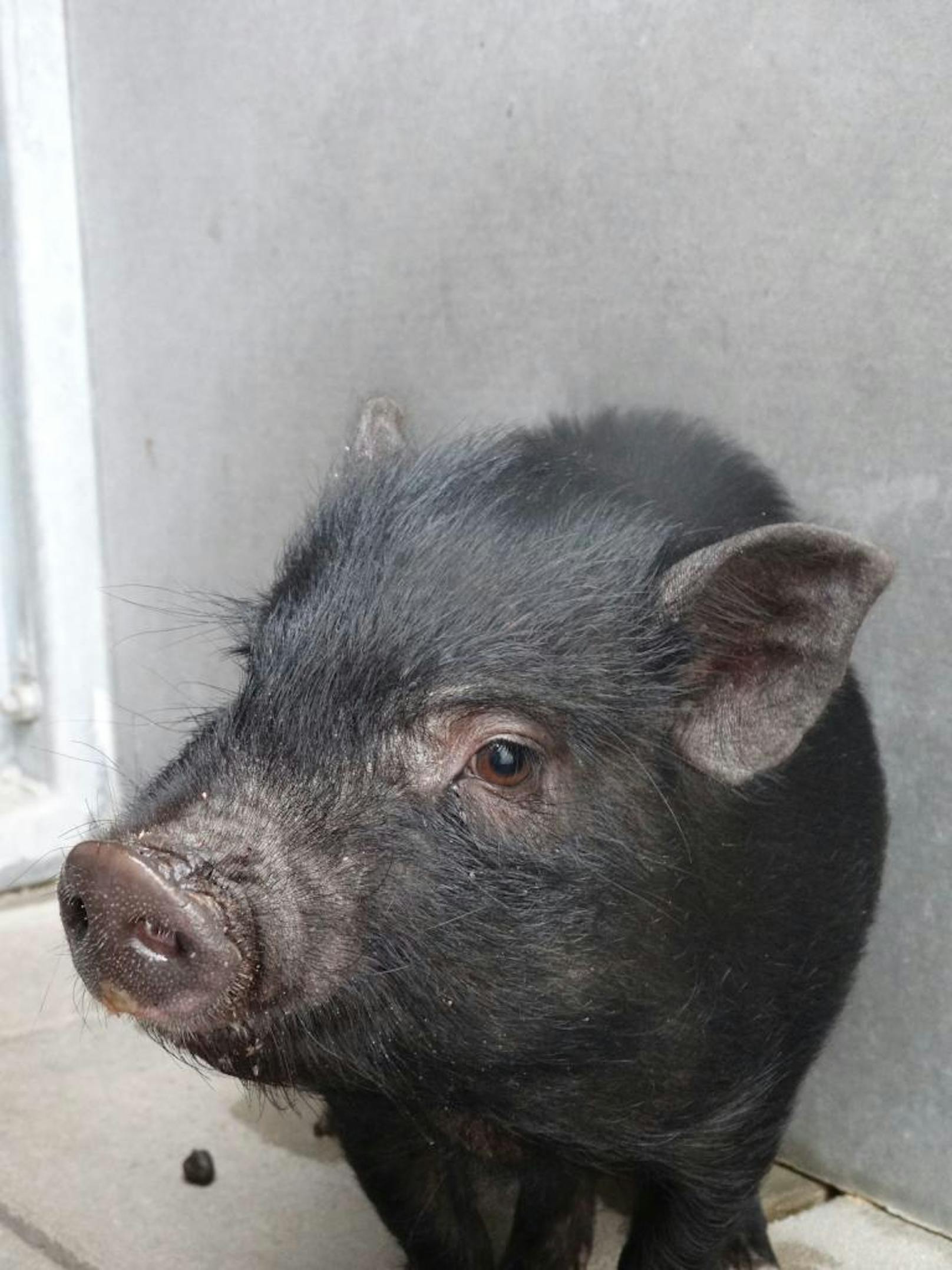 "Grunz!": Mini-Schwein "Penelope" wurde am Straßenrand gefunden.