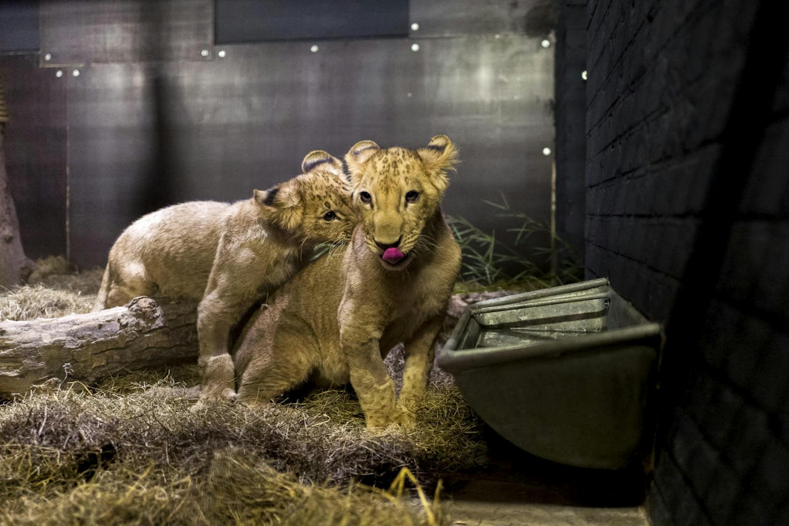 Obwohl seine Lizenz bereits 2014 auslief, blieb er weiter kostenlos für Besucher geöffnet. Derzeit leben über 25 Tiere - darunter Löwen, Hirsche, Rentiere, Lamas, Füchse, Schweine und Vögel - in dem illegalen Zoo.