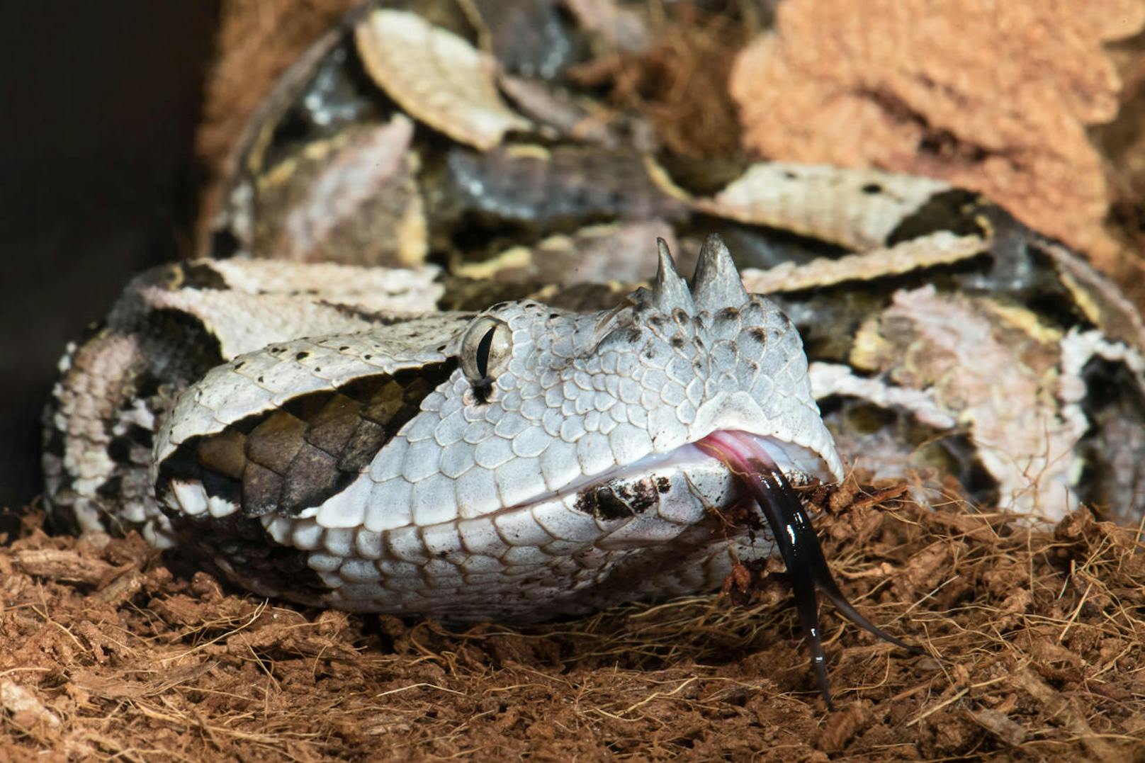 Die Hörner machen diese afrikanische Schlangenart noch furchteinflößender.