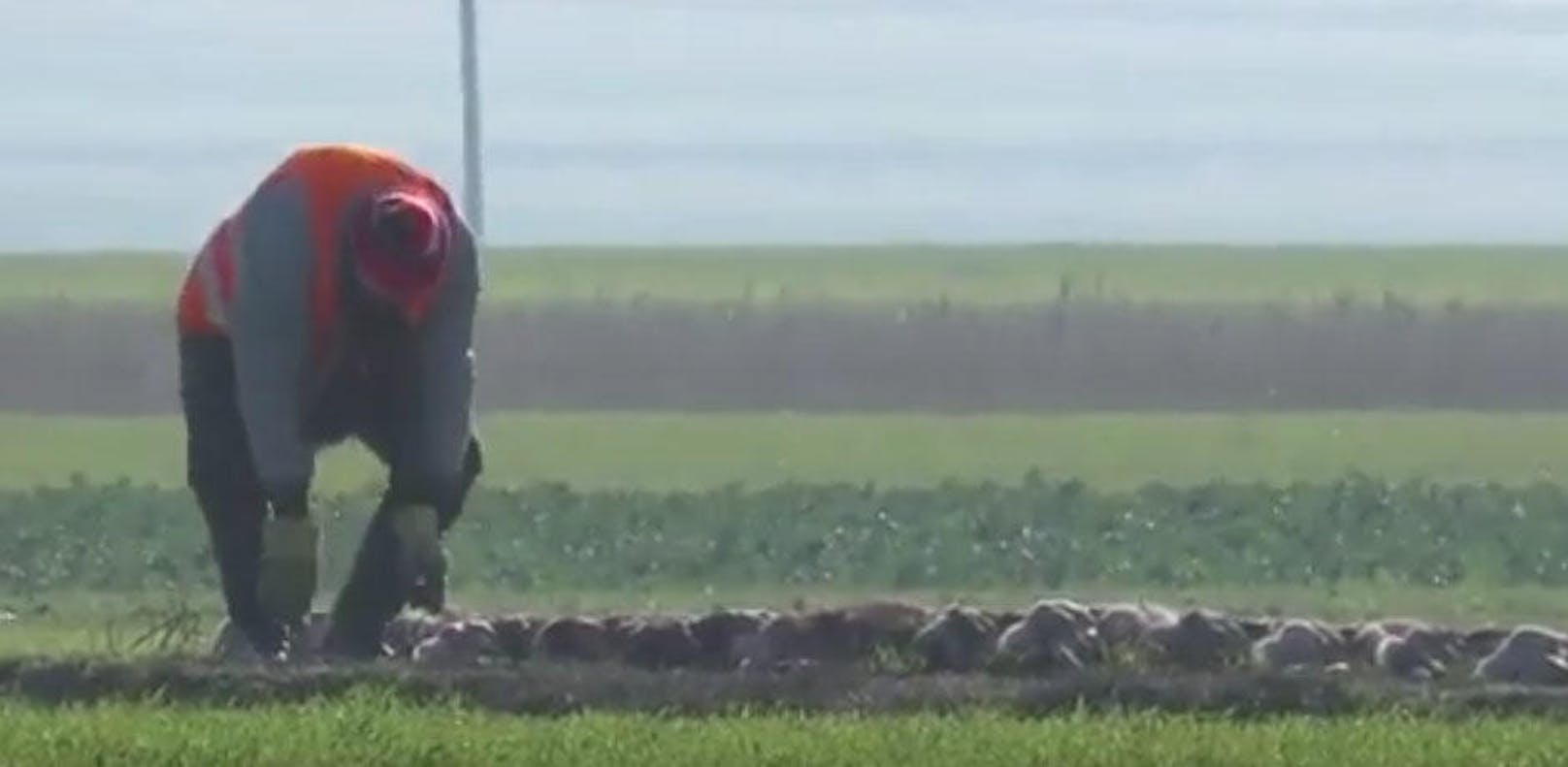 Die toten Tiere zu zählen war nicht möglich. "Es waren bestimmt mehrere Dutzende", so ein Tierschützer des VGT der an dem Tag mitfilmte.