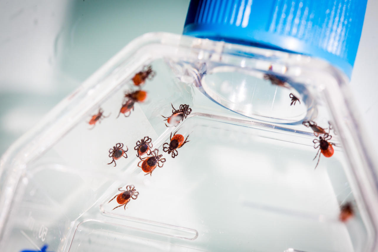 Download von www.picturedesk.com am 19.06.2018 (12:08).  Study and analysis of female ticks Ixodes Ricinus by the animal health laboratory of Anses (National Agency of National Sanitary Food Security) of Maisons-Alfort, France. - 20170406_PD16068