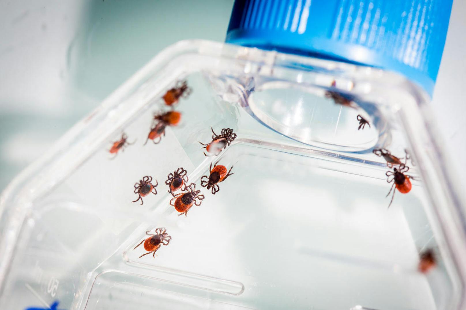 Download von www.picturedesk.com am 19.06.2018 (12:08). 
Study and analysis of female ticks Ixodes Ricinus by the animal health laboratory of Anses (National Agency of National Sanitary Food Security) of Maisons-Alfort, France. - 20170406_PD16068