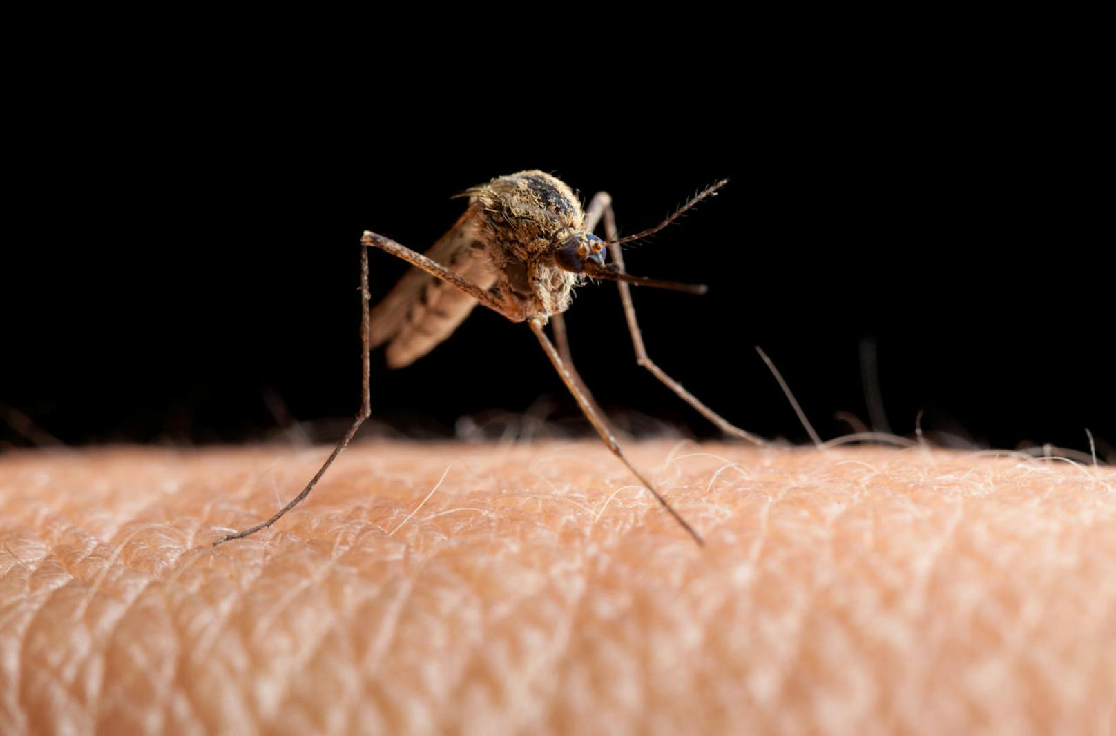 Mücken töten mehr Menschen als jedes andere Tier. Das liegt daran, dass sie die Überträger tödlicher Viren und Parasiten sind.
