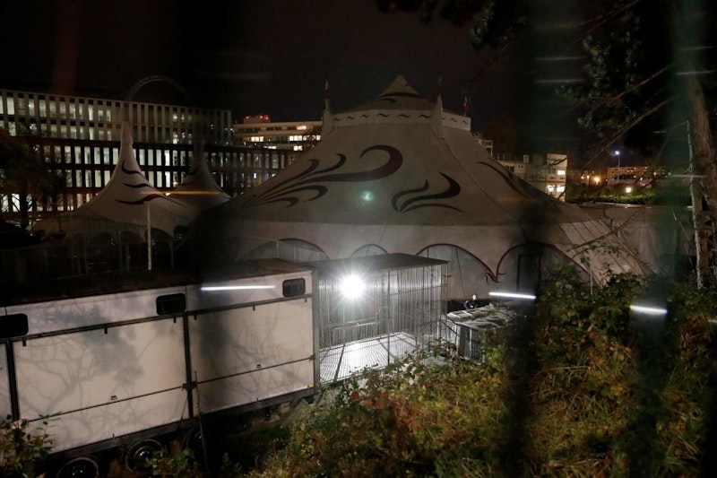 Passanten hatten gegen 17 Uhr Ortszeit die Einsatzkräfte alarmiert, nachdem der rund 200 Kilo schwere Fleischfresser durch das 15. Arrondissement der französischen Hauptstadt getigert war.