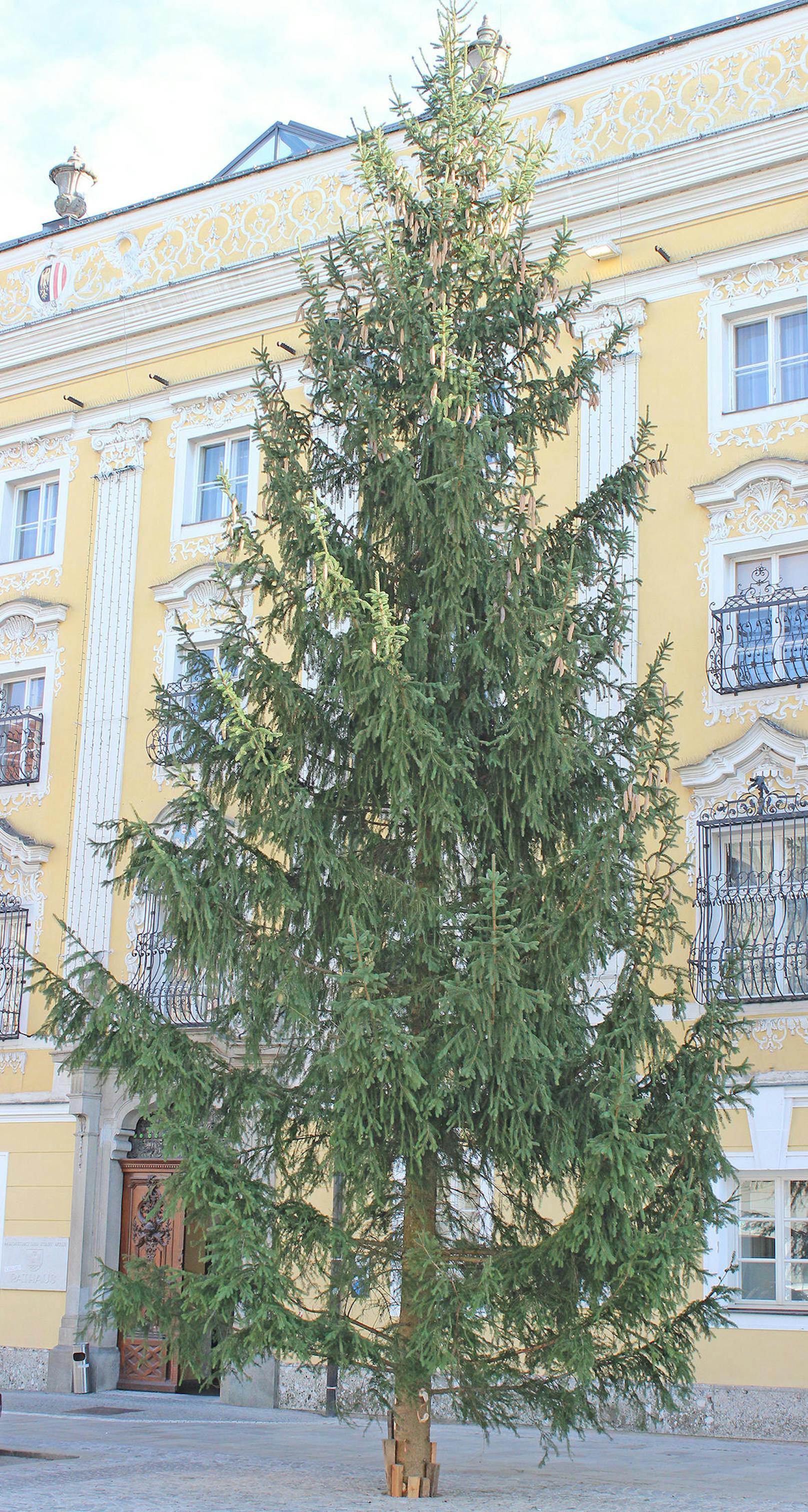 Der Christbaum in Wels.
