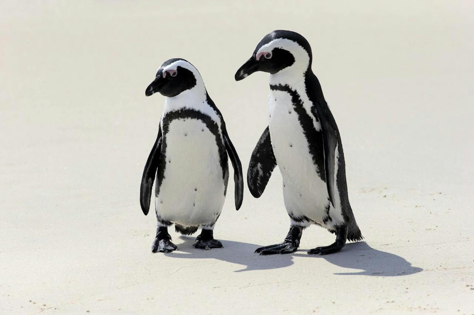 <b>Pinguine am Boulders Beach:</b> Die Kap-Halbinsel liegt im Südwesten von Südafrika. Dort tummeln sich seit 1982 kleine afrikanische Pinguine.