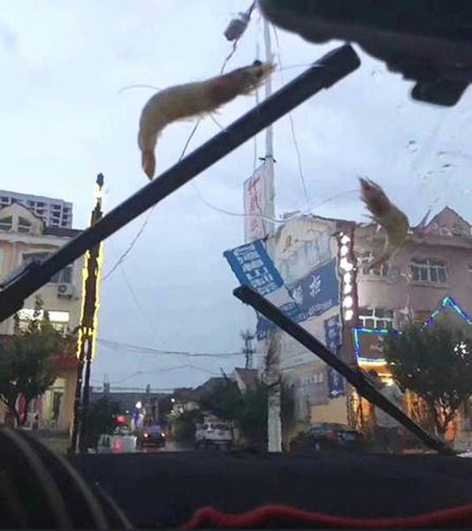 In China regnete es vor kurzem Garnelen vom Himmel.