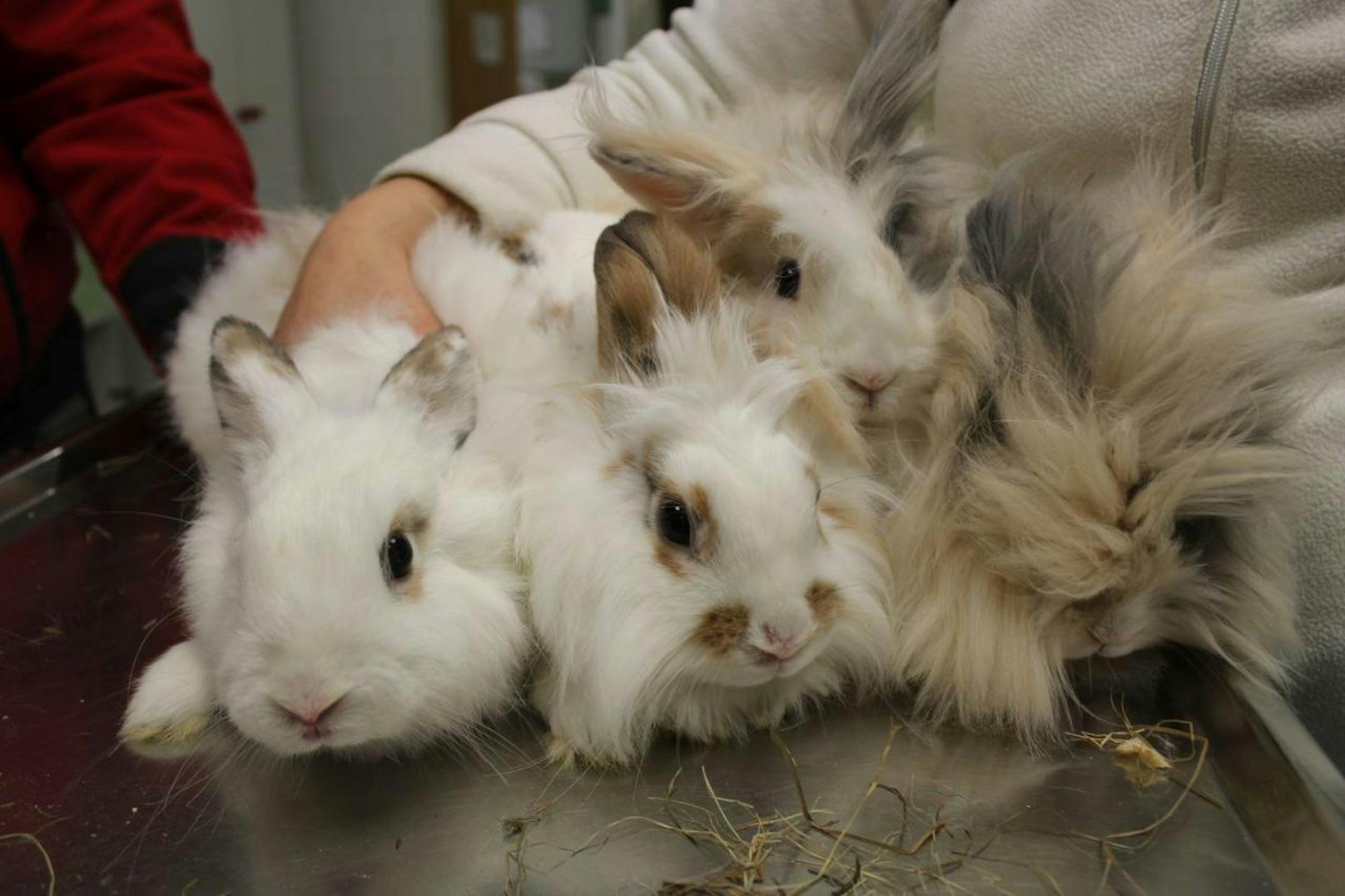 Diese vier Kaninchen wurden zum Sterben im Wald ausgesetzt.