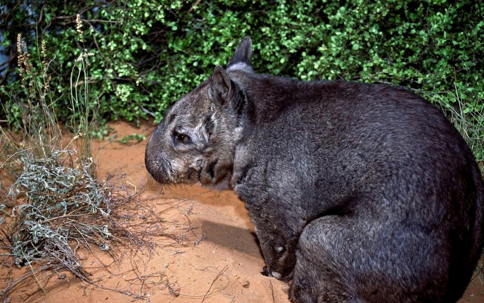 Wombats sondern ihren Kot in Würfelform ab. Warum das so ist, ließ Wissenschaftler lange rätseln.