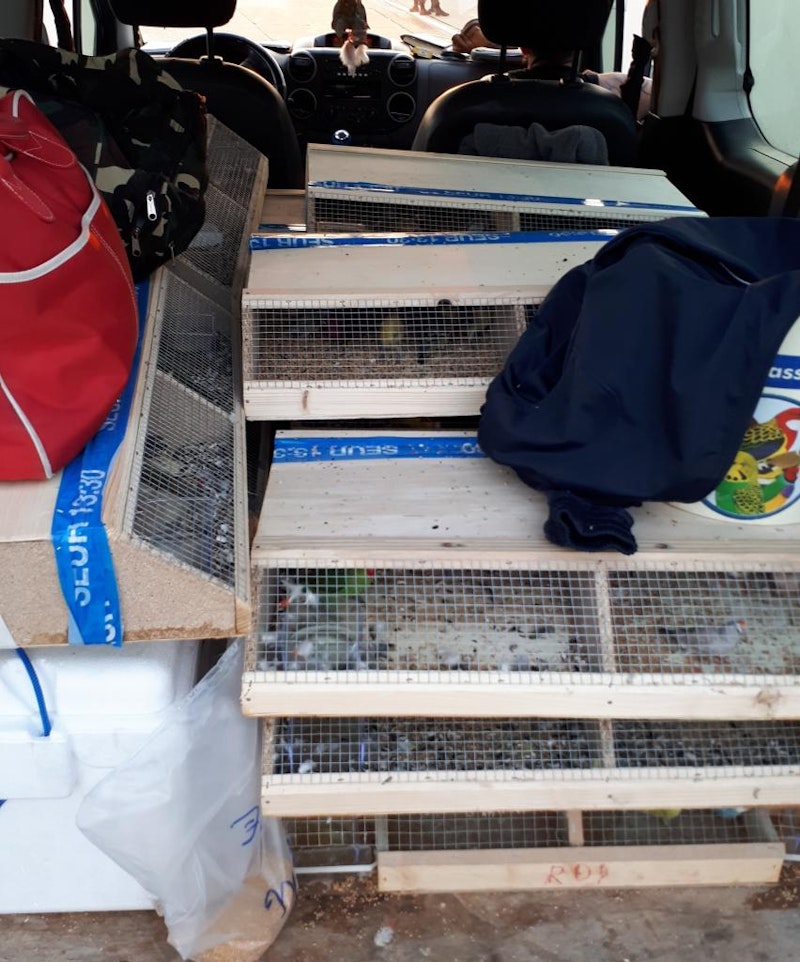 Bei der Kontrolle wurde festgestellt, dass sich in dem Transporter 19 Holzkisten mit insgesamt 289 verschiedenen Vögeln untergebracht waren.