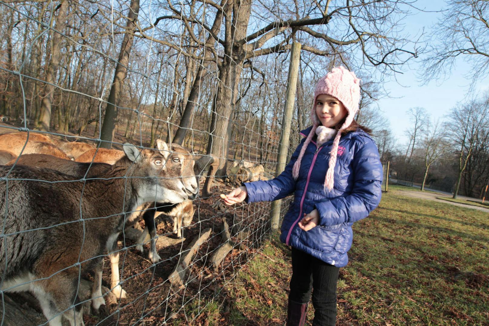 Der Lainzer Tiergarten mit rund 2.450 Hektar herrlicher Natur zählt zu den beliebtesten Ausflugszielen innerhalb Wiens.