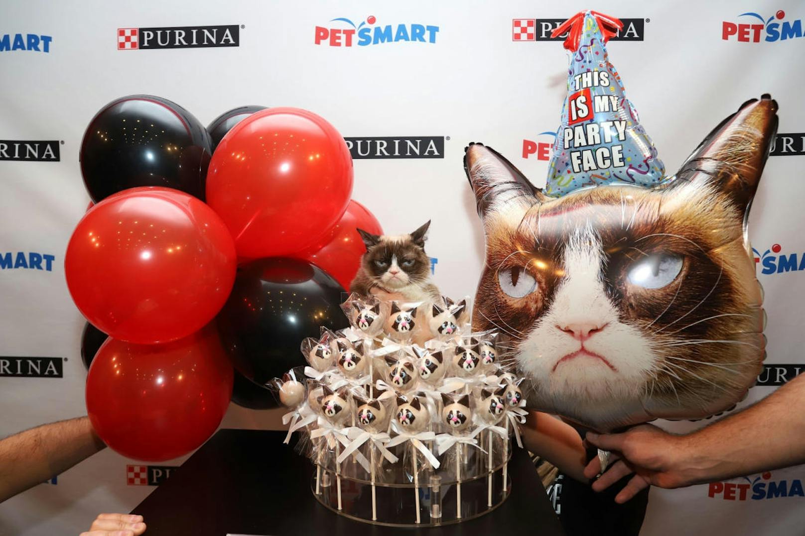 Alles Gute zum 6. Geburtstag! "Das ist mein Party-Gesicht": Grumpy Cats angefressenes G'schau ist lengendär und machte die Mieze zu einem weltweiten Star.