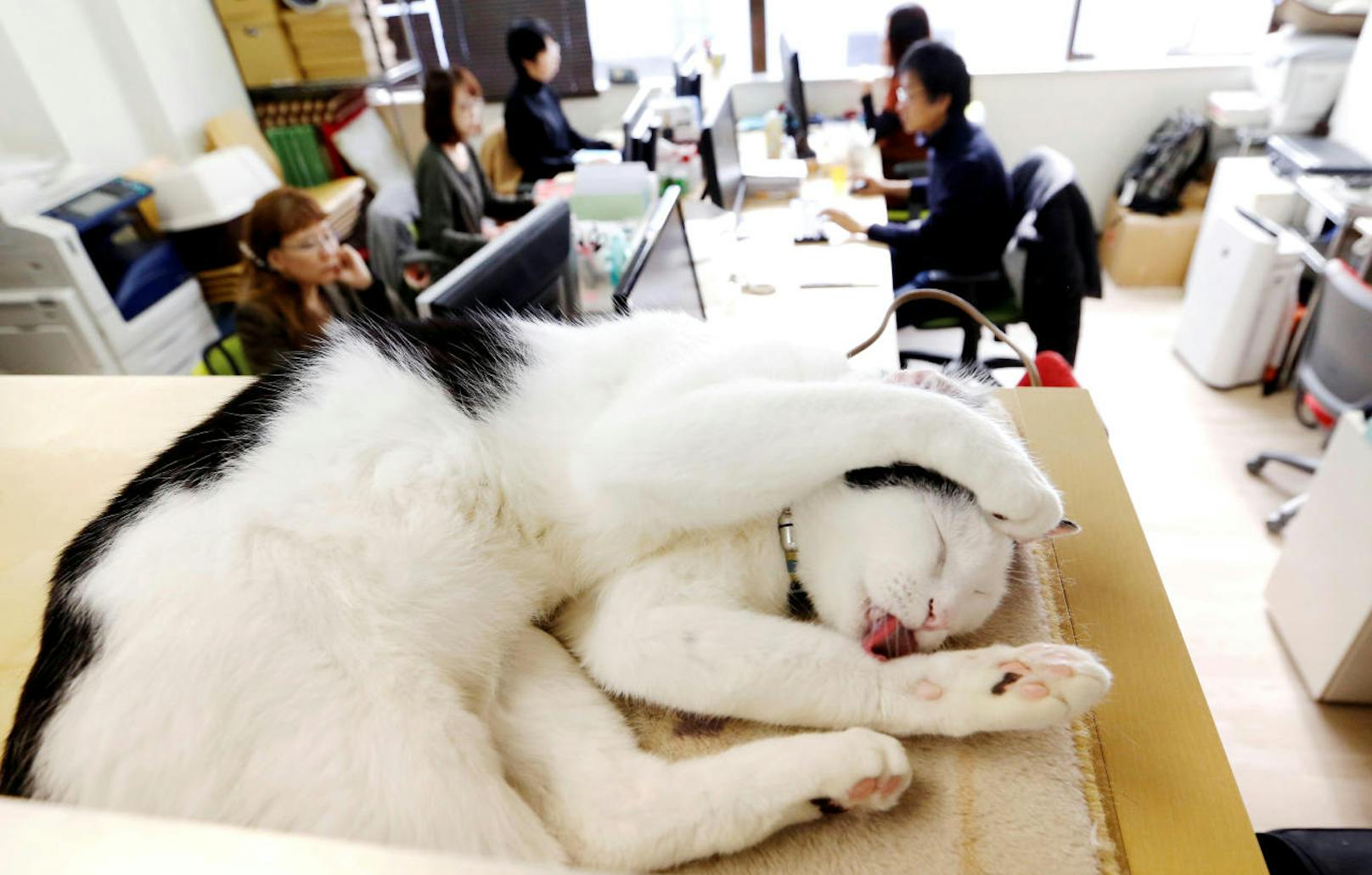 Stress im Büro? In diesem japanischen IT-Unternehmen kann man zum seelischen Ausgleich einfach mit dem pelzigen Kollegen kuscheln.