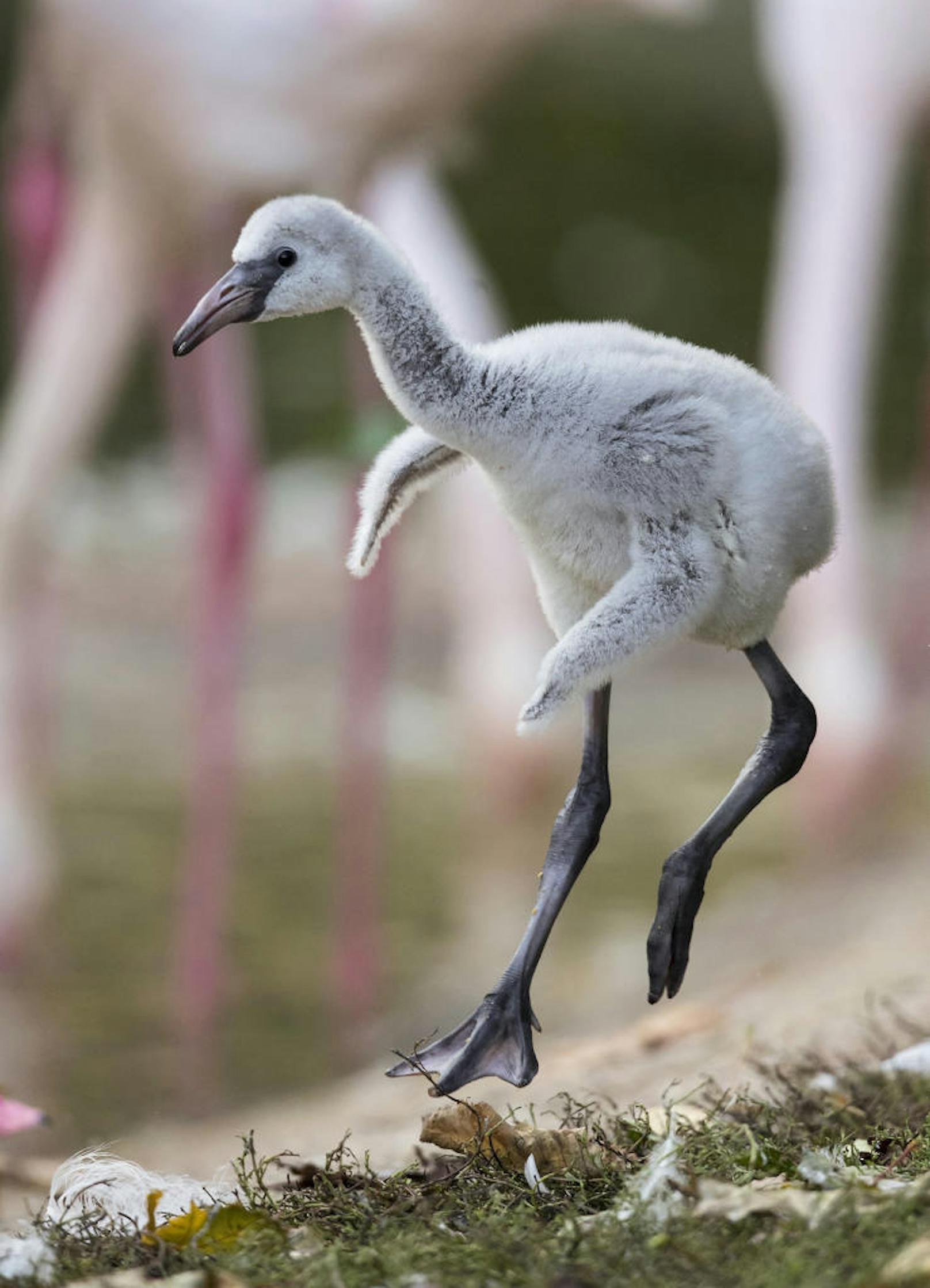 Jö! Noch etwas unbeholfen laufen die kleinen Flamingo-Babys durch den Zoo.