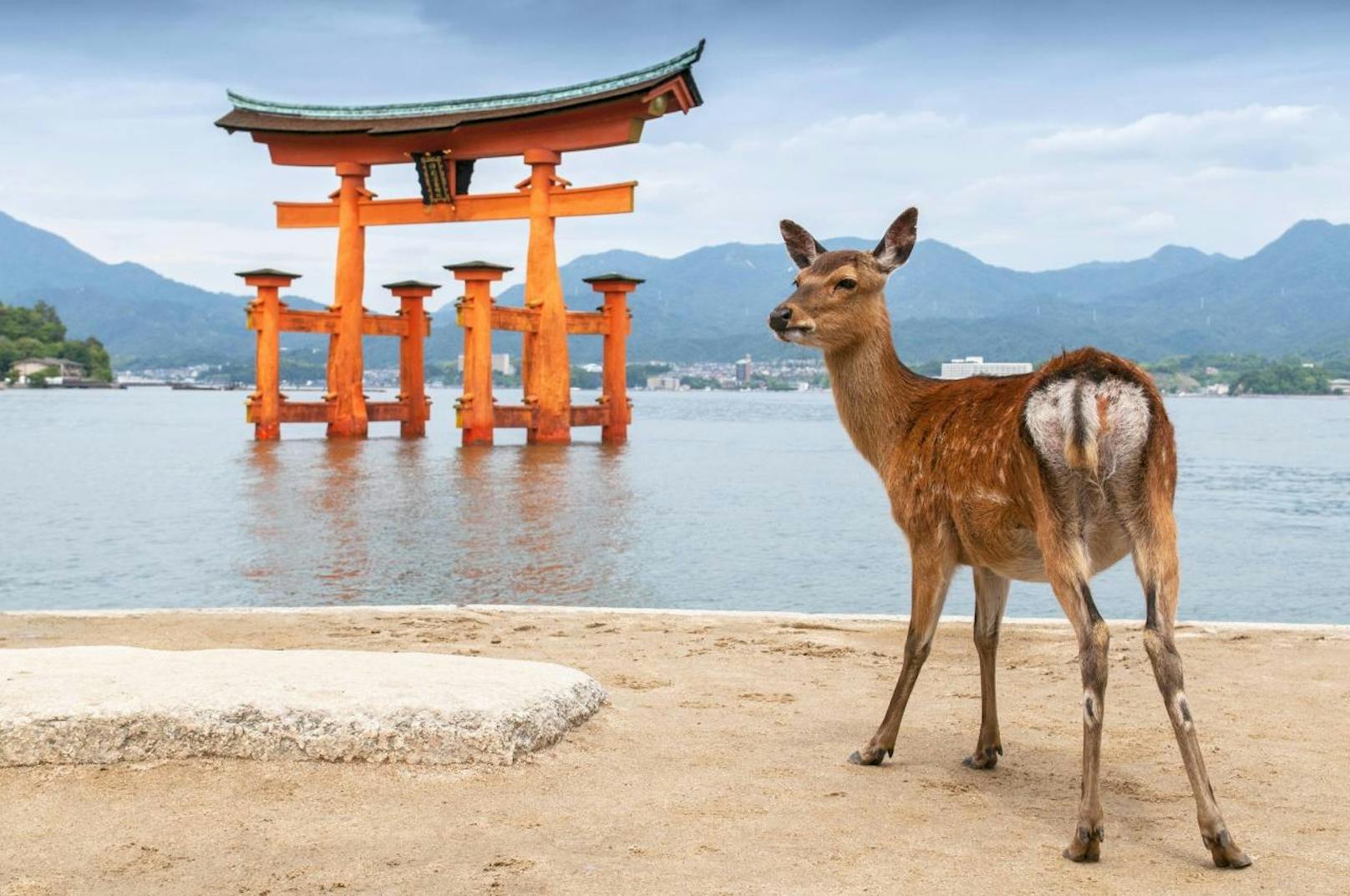 <b>Die Rehe von Itsukushima: </b>Am Inselstrand von Itsukushima, nordwestlich von Hiroshima Bay, bewohnen Rehe und Hirsche den Strand und die umliegende Landschaft.