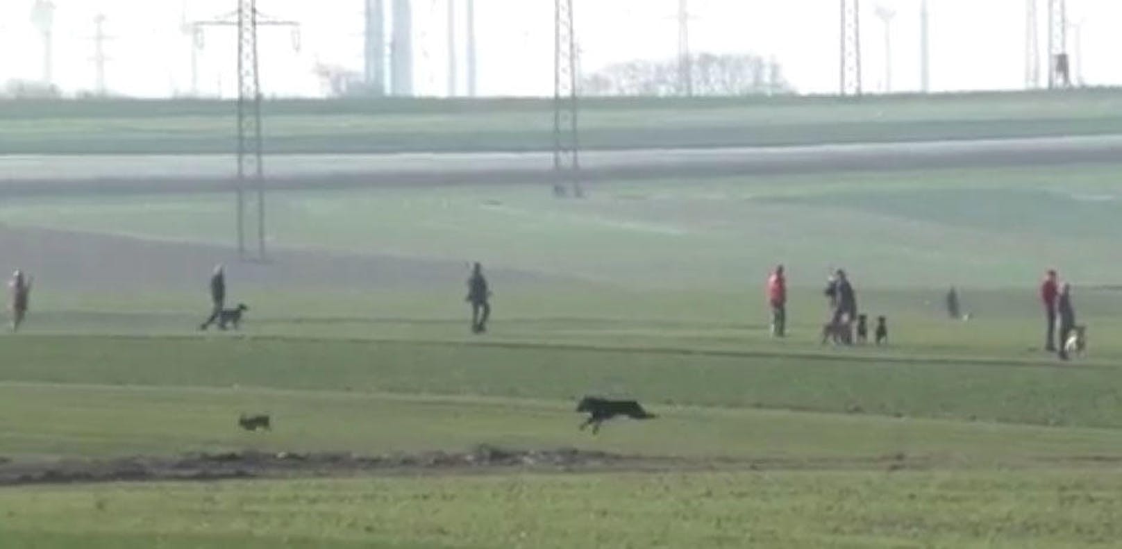 Im Hintergrund mehrere Jäger, im Vordergrund ein Hund der einen Feldhasen vor sich hertereibt.