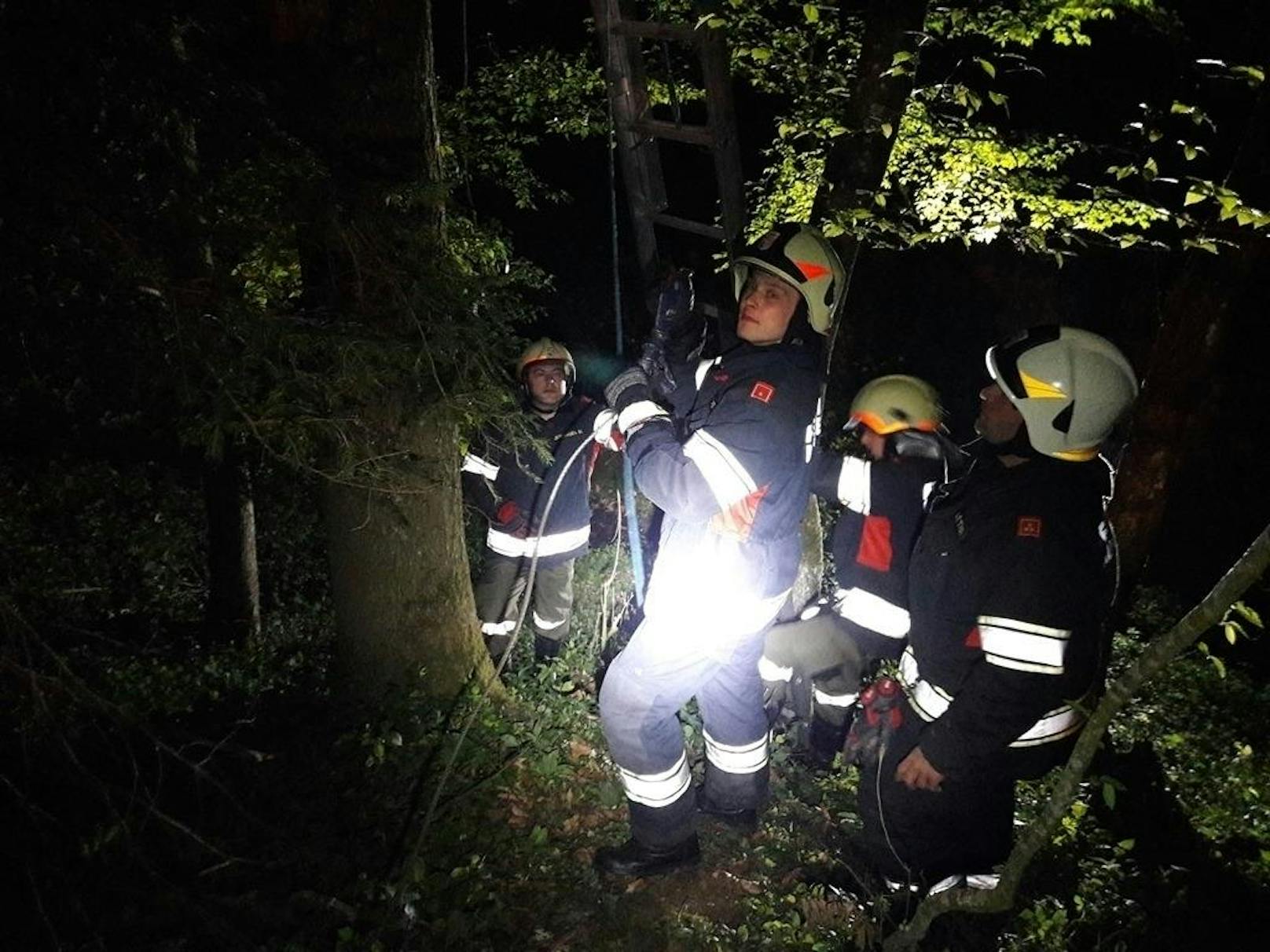 Kater "Felix" konnte nach vier Tagen seiner Familie übergeben werden. Die Freiwillige Feuerwehr Baumgartenberg rettete ihn vom Baum. 