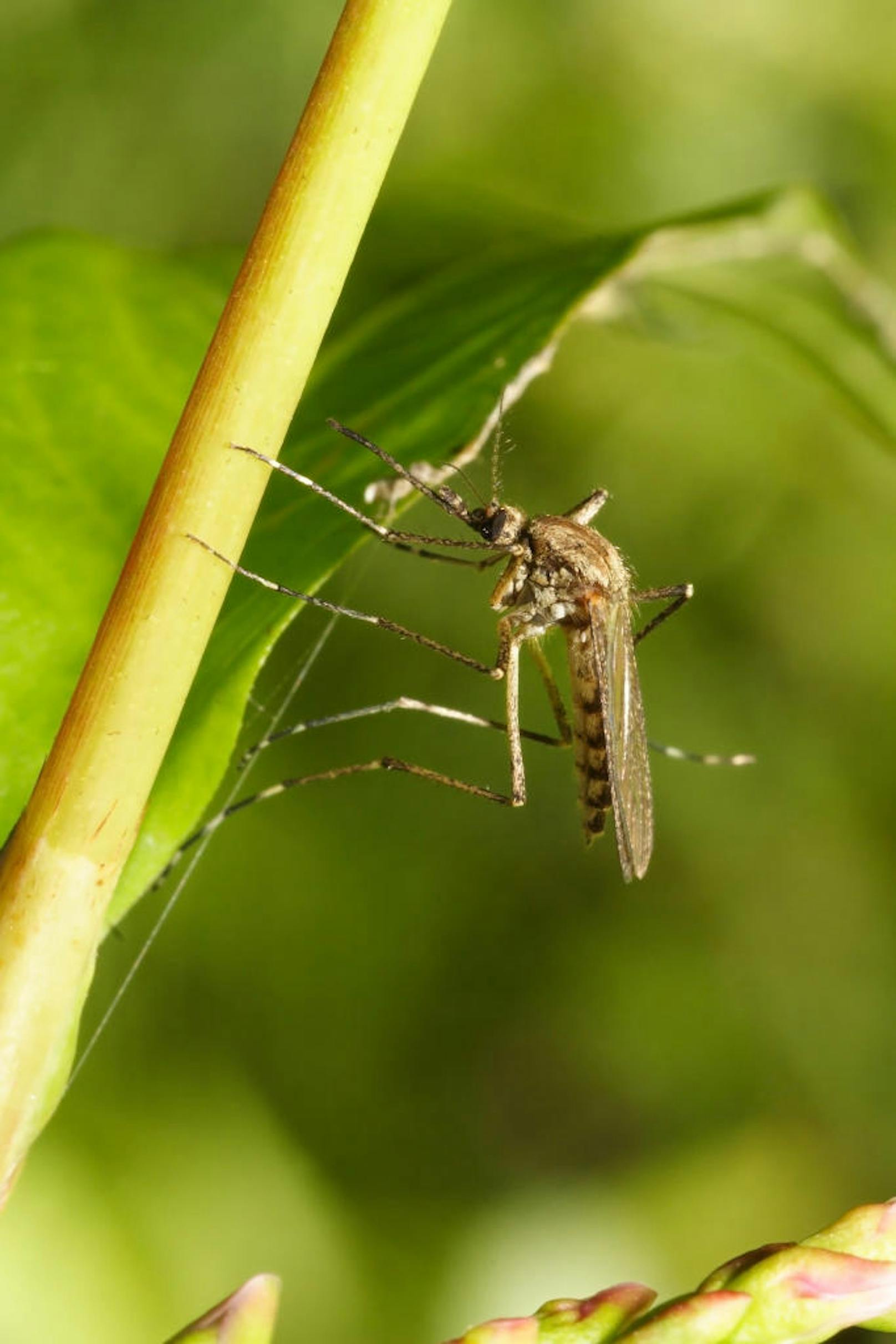 Die Gemeine Stechmücke oder Nördliche Hausmücke (Culex pipiens) ist eine der in Europa meistverbreiteten Arten. Bei ihr wurden unter anderem das Sindbis-Virus und das West-Nil-Virus nachgewiesen.