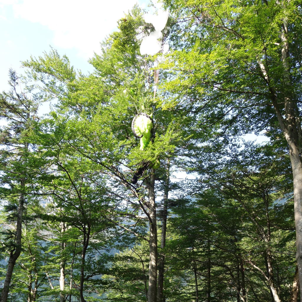 Ein 37-jähriger Paragleiter musste von einem Baum gerettet werden. 
