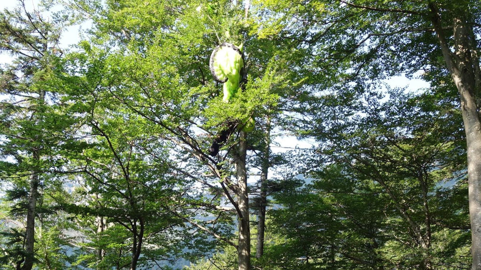 Ein 37-jähriger Paragleiter musste von einem Baum gerettet werden. 