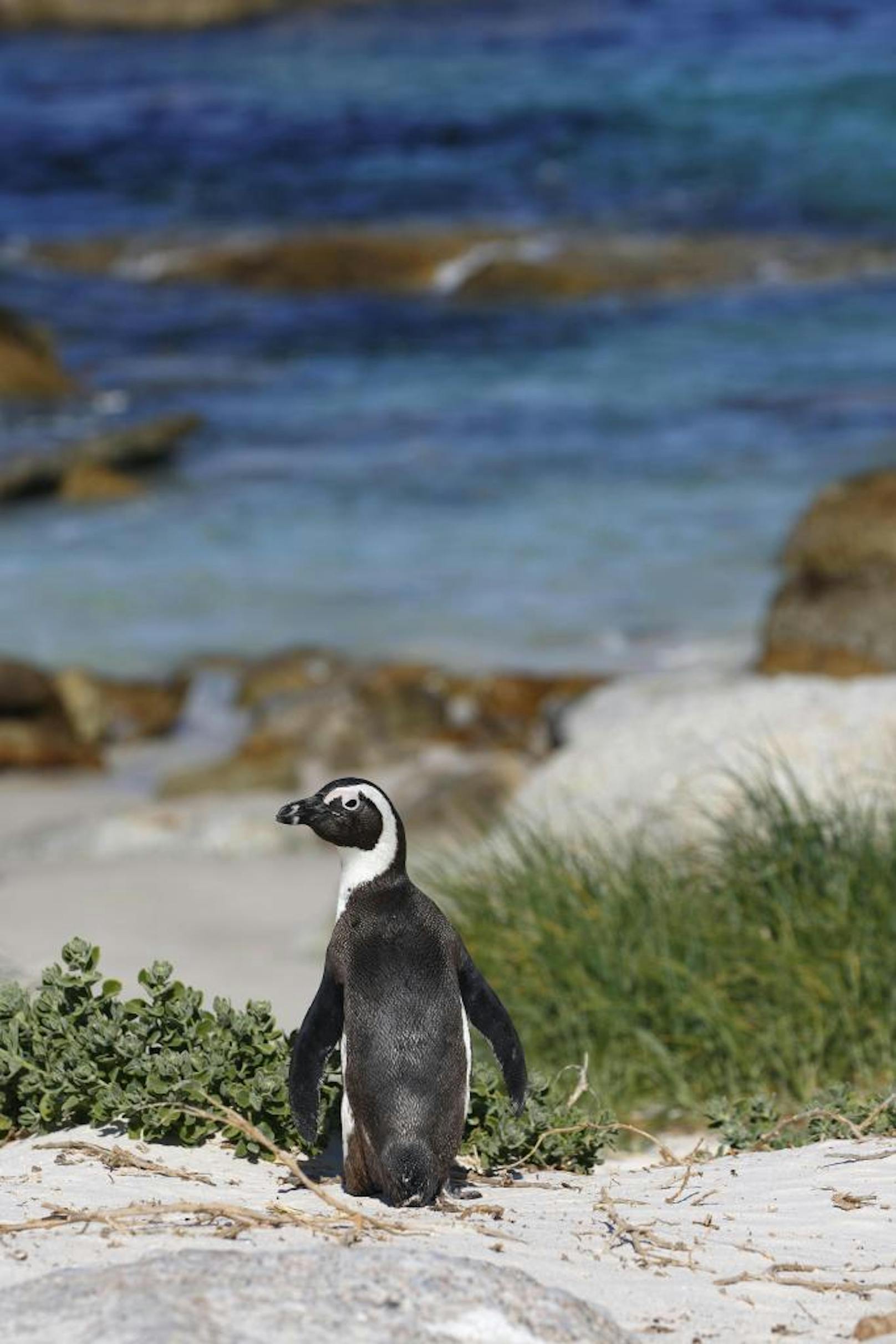 Der afrikanische Pinguin ist die einzige in Afrika lebende Pinguinart. Er hat sich auf 24 vorgelagerten Inseln zwischen Namibia und Port Elizabeth angesiedelt. Von Kapstadt dauert es mit dem Auto ca. eine Stunde, um die Tiere zu sehen.