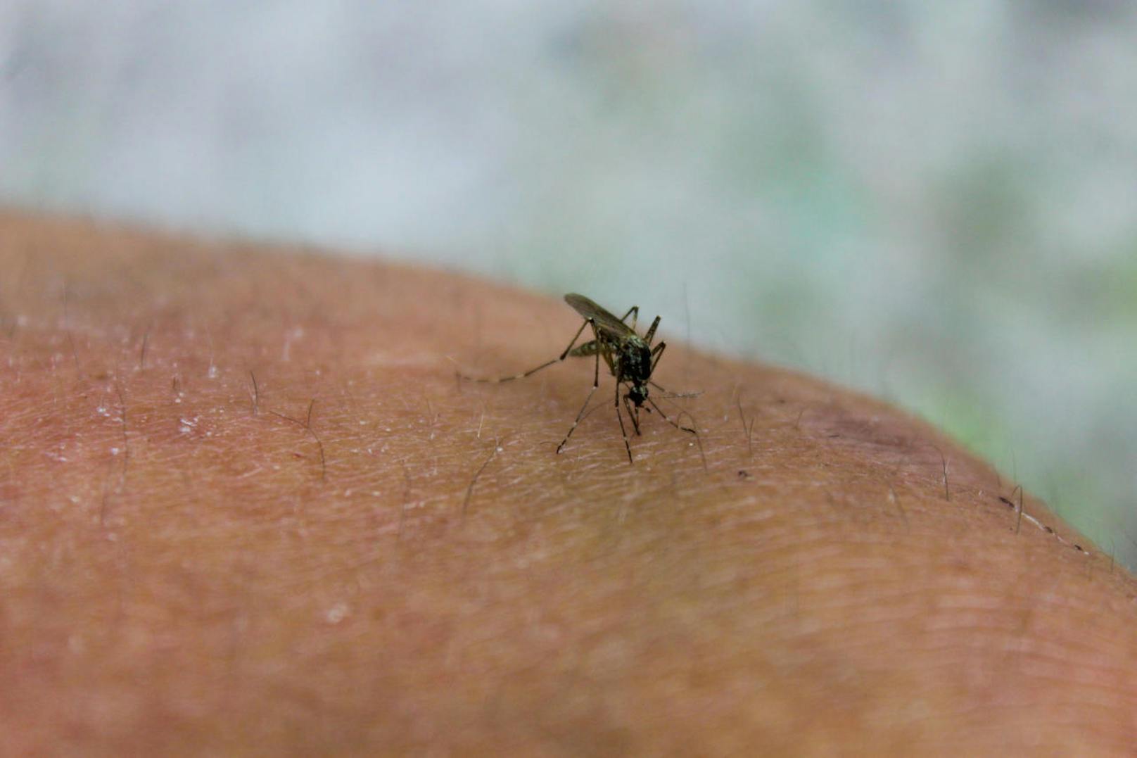 Mosquito (Culex pipiens) feeds on the blood of the human body