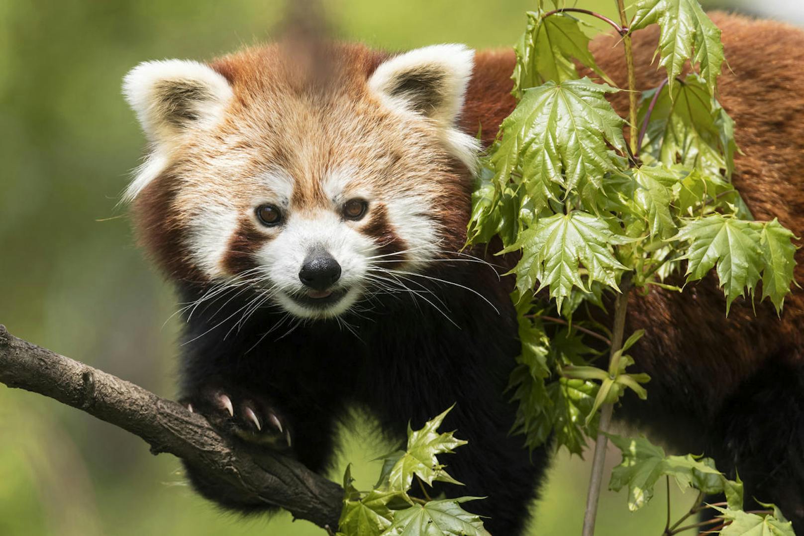 Rotes Panda-Weibchen Mahalia...