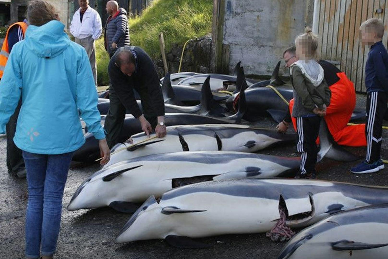 Grindadráp, die Jagd auf Grindwale, hat auf den Färöer-Inseln eine lange Tradition.  Sea Shepherd 