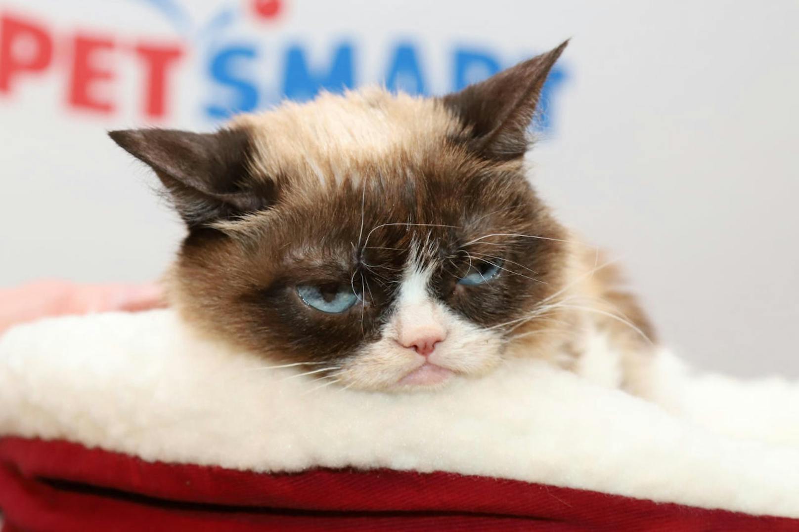 Party-Muffel: Grumpy Cat ließ das Tamtam zu ihrem 6. Geburtstag über sich ergehen, ohne eine Miene zu verziehen