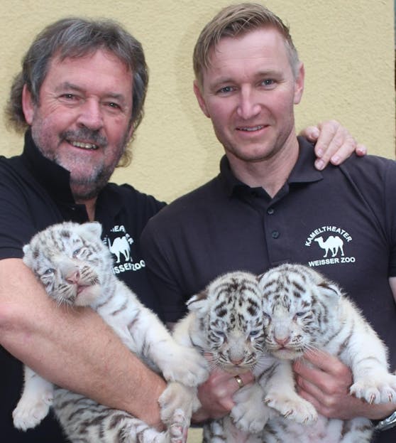 Der "Weiße Zoo" ist vor allem für seine weißen Tiger bekannt: Herbert Eder (li.) und Direktor Rainer Zöchling mit den Tiger-Drillingen.