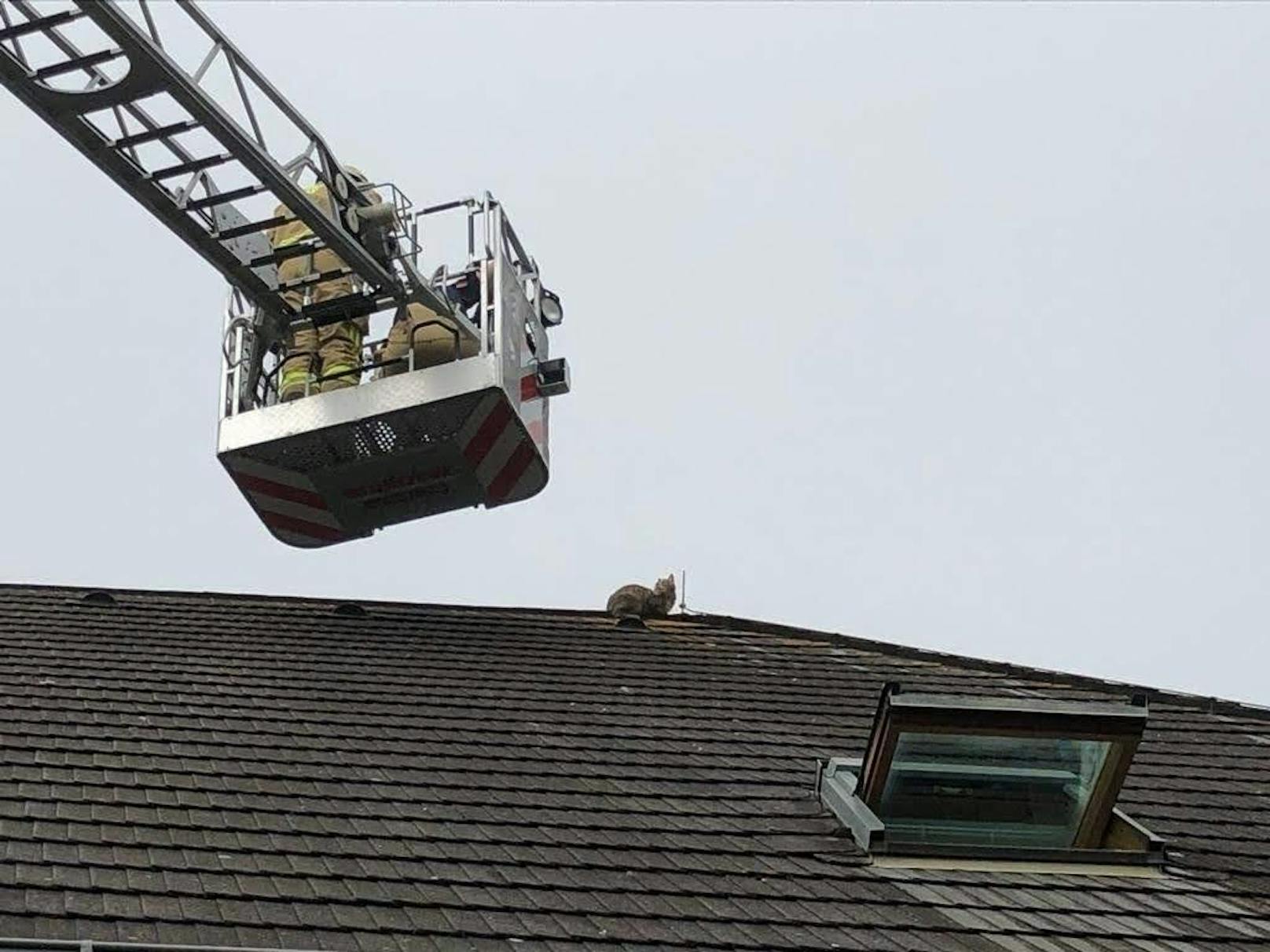 Die Katze saß bereits zwei Tage am Dach fest.