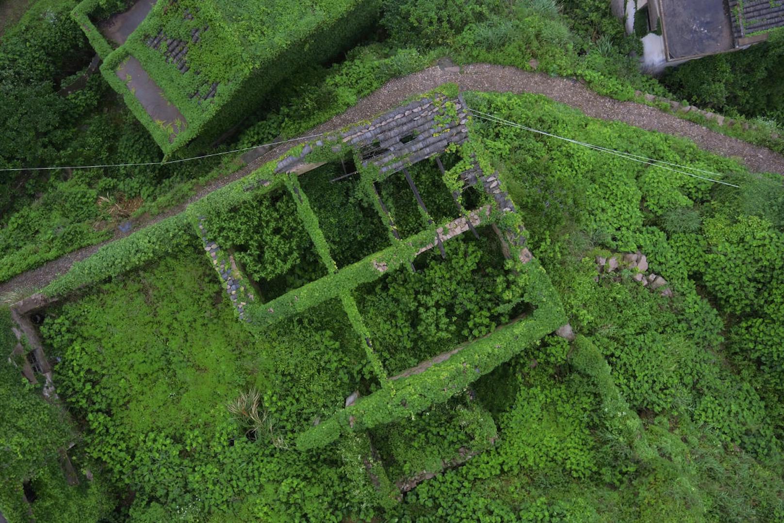 Das Geisterdorf Houtouwan auf der Insel Shengsan (China) wurde von der Natur total überwuchert.