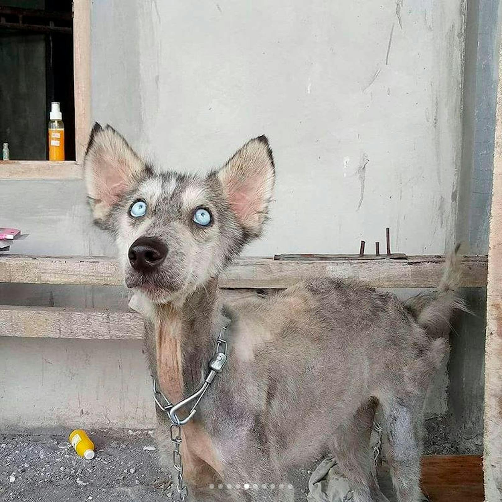 Rico Soegiarto rettete diesem Straßenhund das Leben: Seine wundersame Genesung in Bildern.