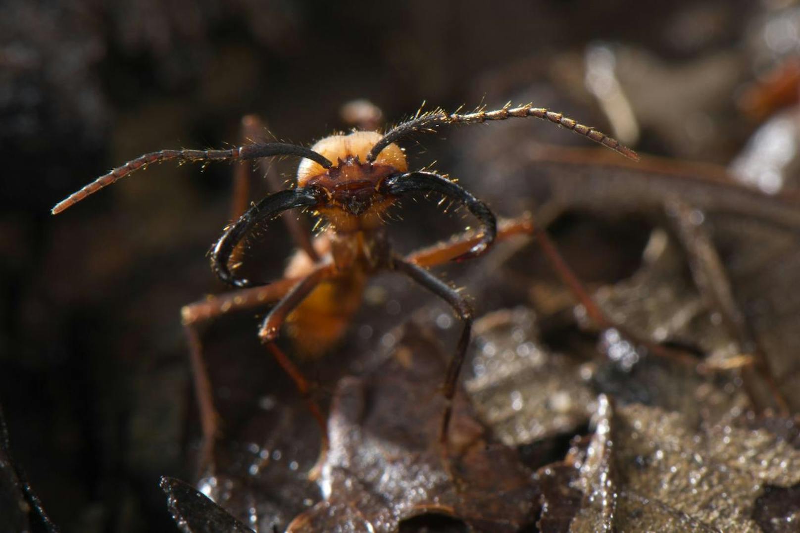 Eine der gefährlichsten Ameisen der Welt: Die Heeresameise. 