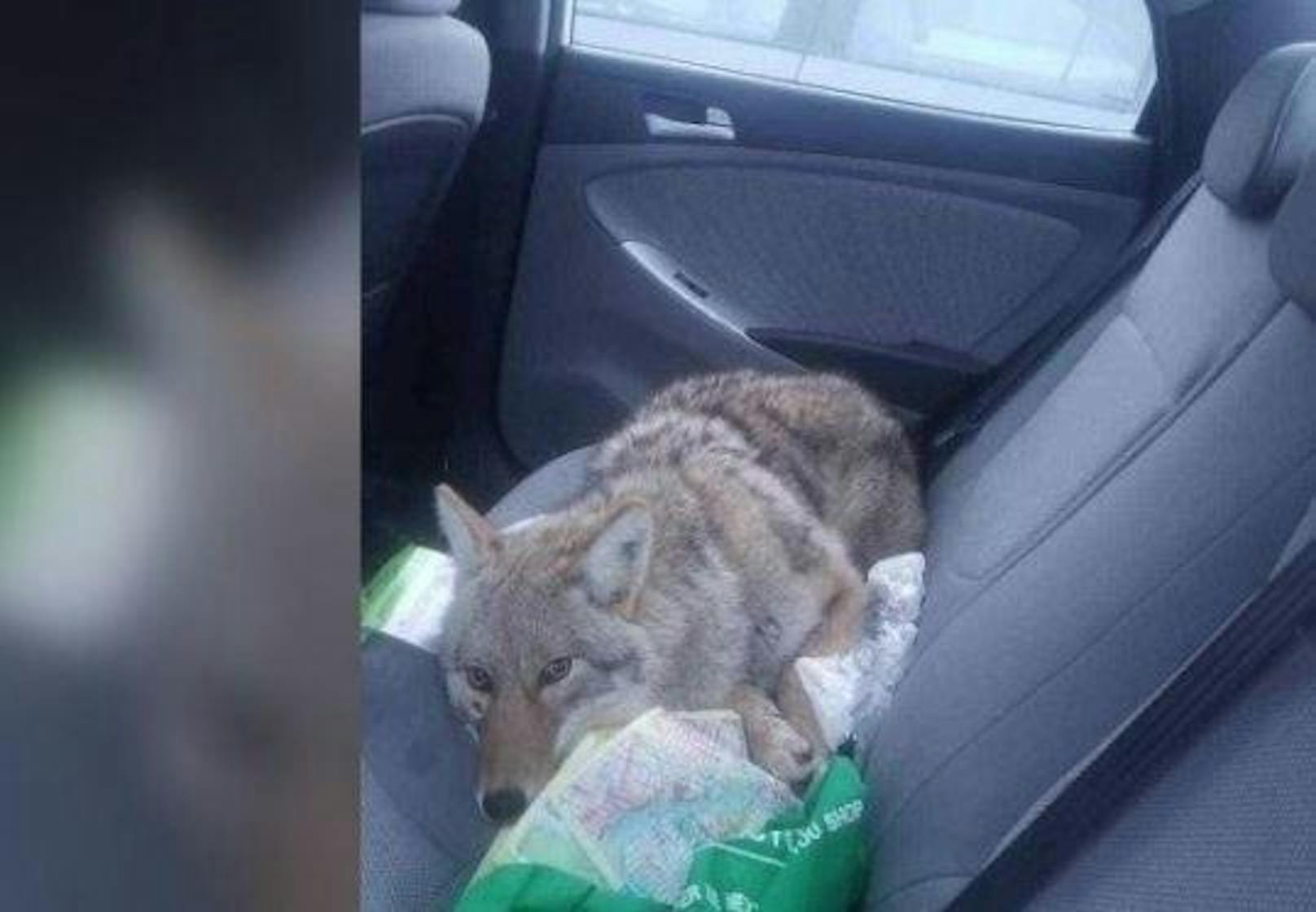 Dieser verletzte "Hund" entpuppte sich als Kojote. Autofahrer Eli Boroditsky fuhr das Wildtier an und nahm es anschließend mit, um ihm zu helfen.