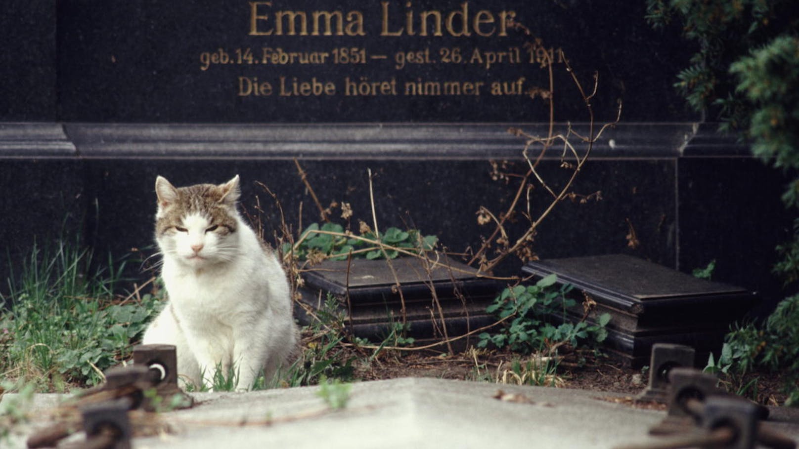 Verwilderte Katze auf Grabstein am Wiener Zentralfriedhof.