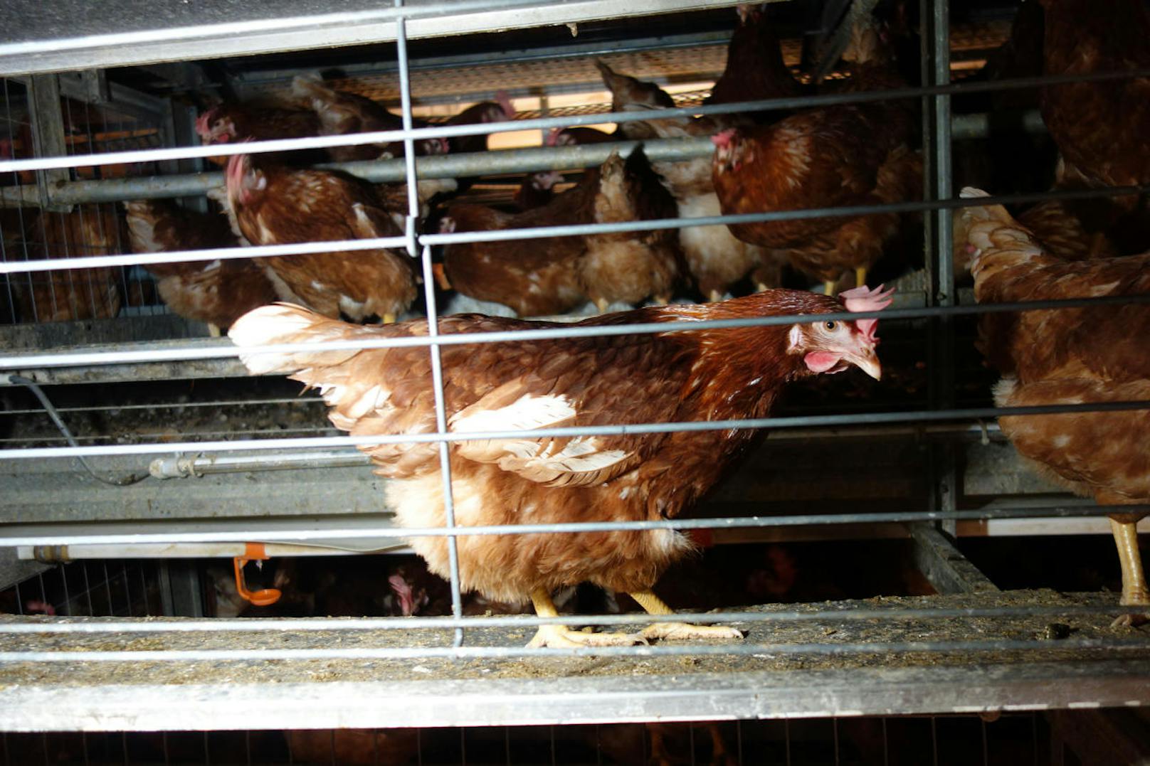 "Ein einfacher Gittermechanismus versperrt den Hühnern permanent den Zugang zum Stallboden und macht aus der angeblichen Bodenhaltung eine illegale Käfighaltung.", erklärt Richter vom VGT.