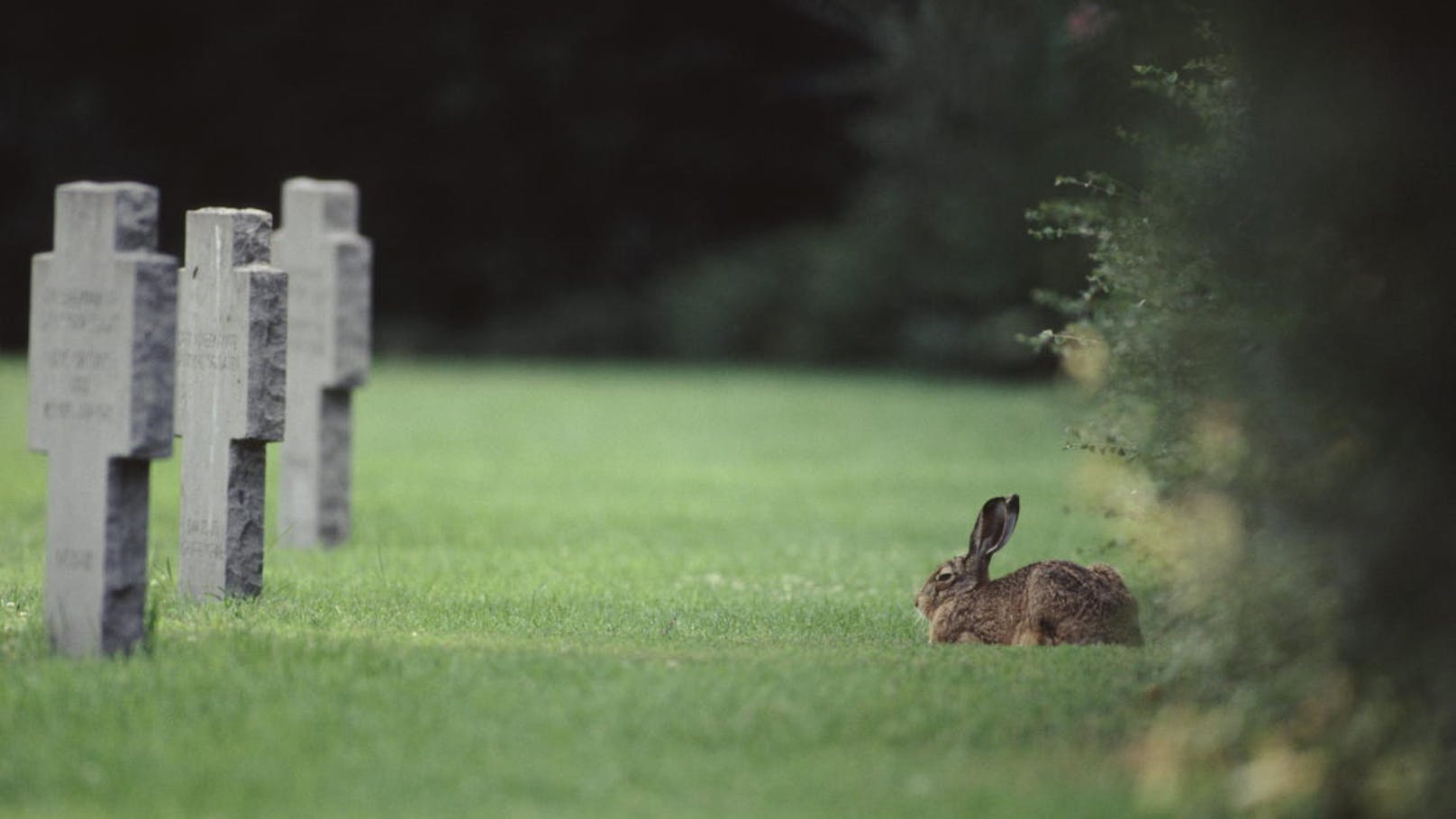 Feldhase am Kriegerfriedhof auf dem Wiener Zentralfriedhof.