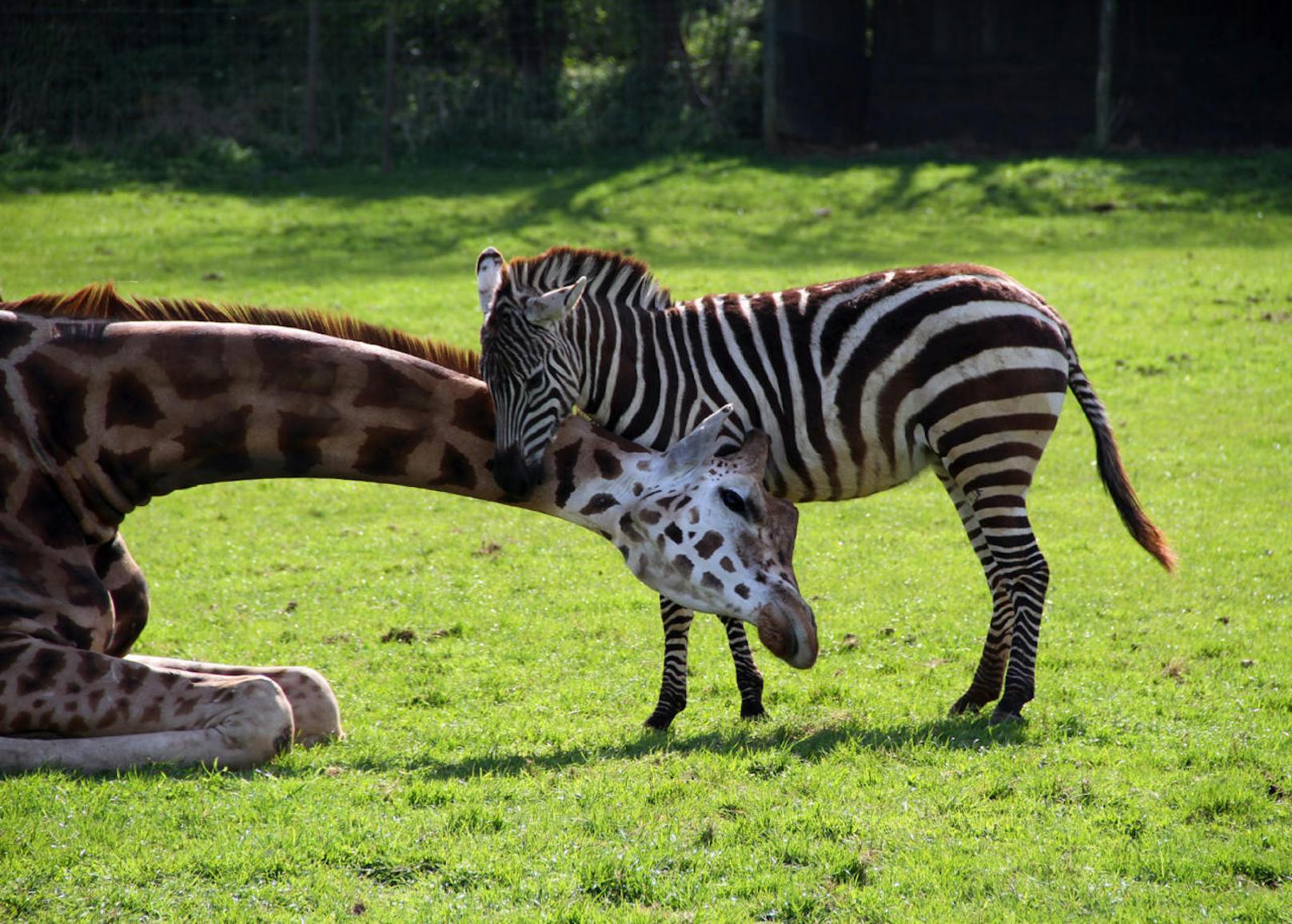 <b>Giraffe und Zebra eng befreundet!</b> Spotted in der Noahs Ark Zoo Farm in Bristol (UK).