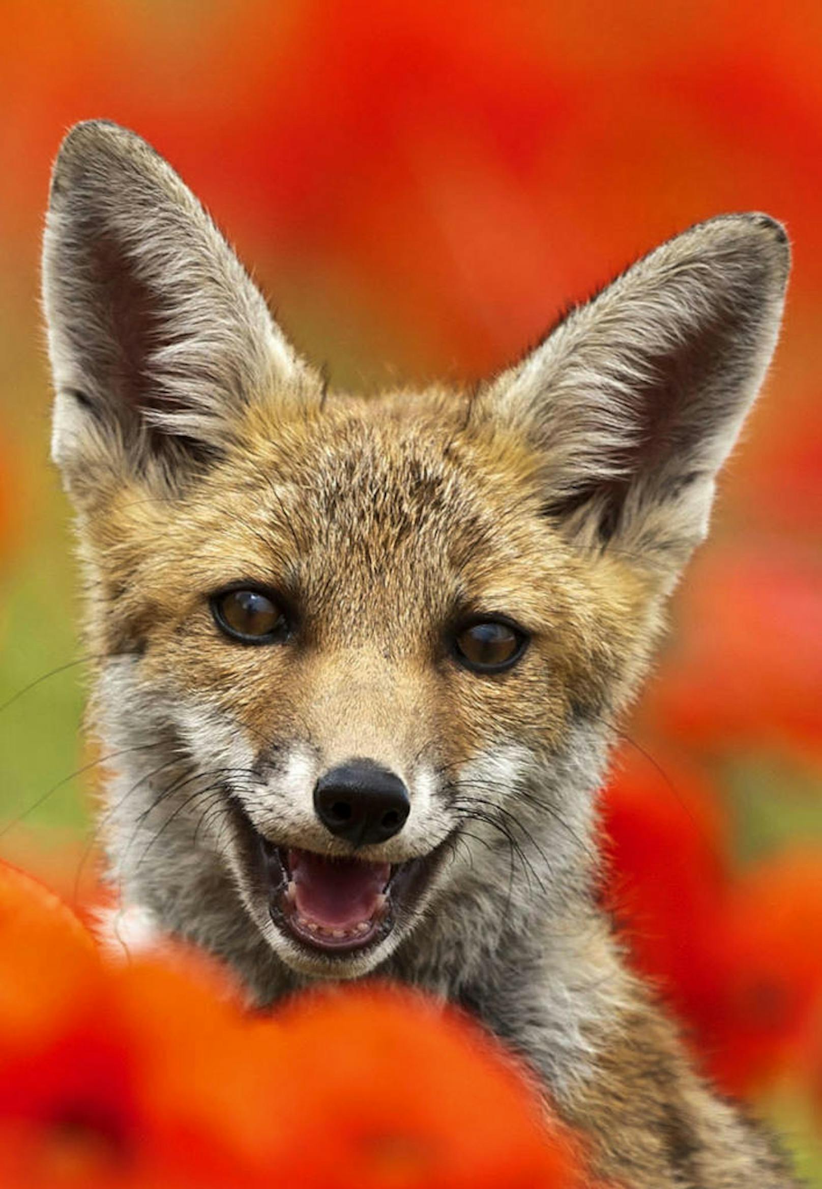 <b>Glücklicher Fuchs!</b> Dieser gerettete Fuchs (UK) zeigt dem Fotografen sein schönstes Lächeln.
