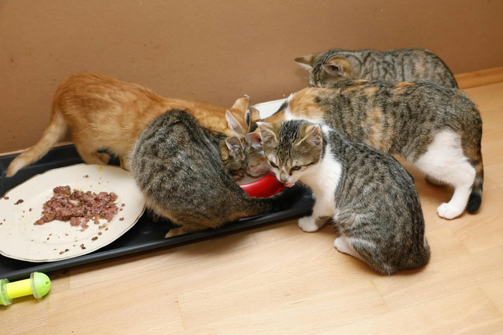 Die Babykatzen wurden in einer Schachtel vor dem Tierheim abgegeben, werden nun von einer Linzerin aufgepäppelt.
