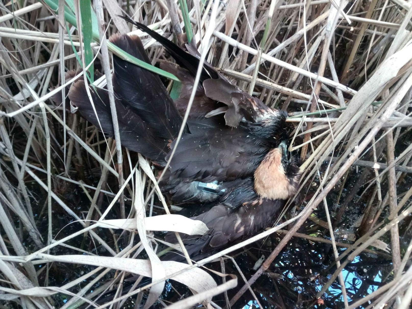 Wie die Vogelschutzorganisation BirdLife informiert, wurde erneut ein Greifvogel in Niederösterreich illegal abgeschossen. Es handelt sich um die junge Rohrweihe Hardy.