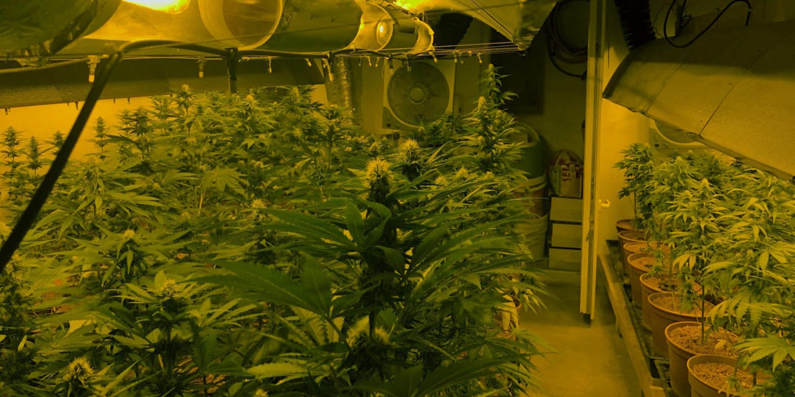 Polizei hob Cannabis-Plantage aus.